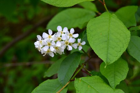 White blossom flower summer