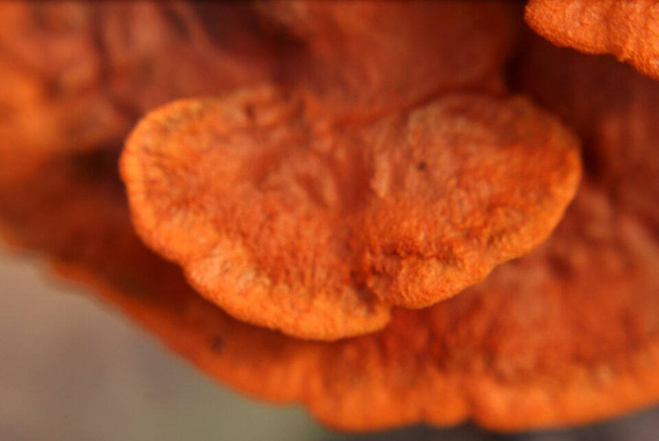 Nature autumn mushrooms
