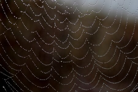Dew nature dewdrop