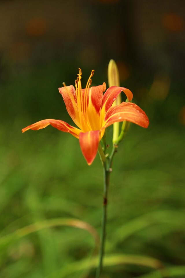 Nature summer plants