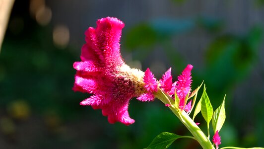 Bloom garden flora photo