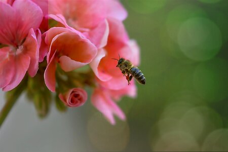 Nature insect nectar photo