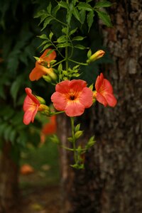 Nature plants blossom