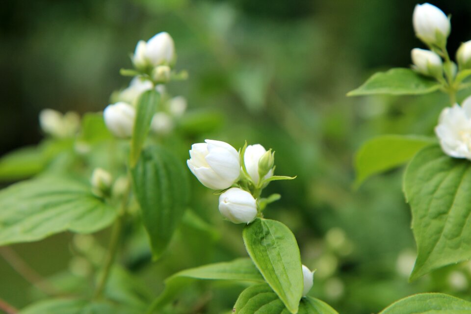 Button mock-orange white petals spring-flowering