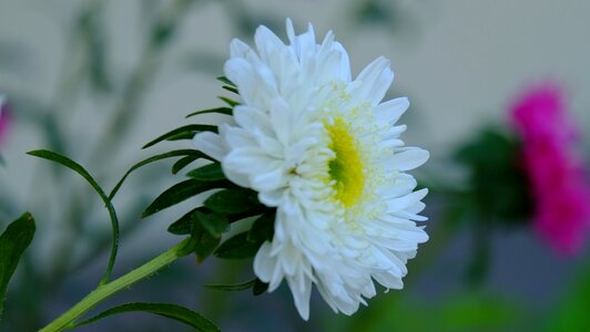 Flowers nature plant