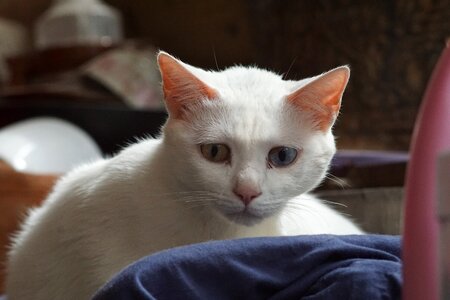 White cat grumpy photo