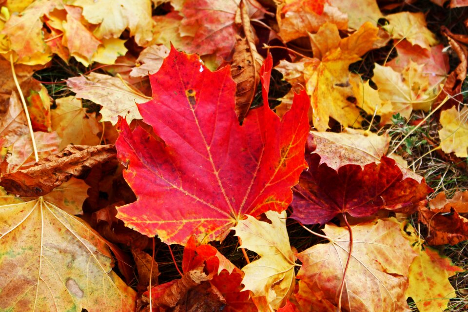 Leaves fall color colorful