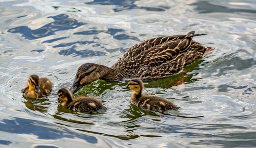 Ducklings water bird