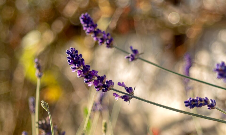 Blossom bloom nature photo