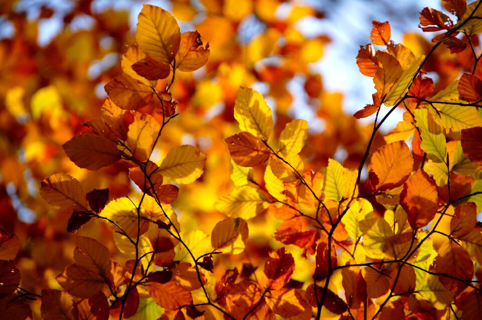 Abruzzo tree nature