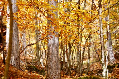 Trees colorful abruzzo