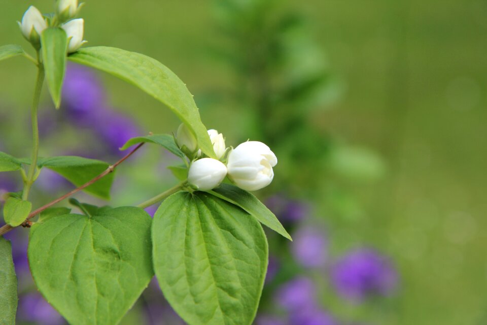 Button mock-orange white petals spring-flowering