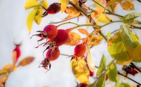 Nature red roses photo