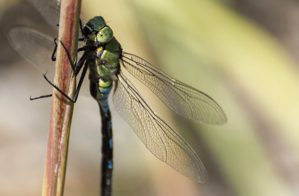 Wing green flight
