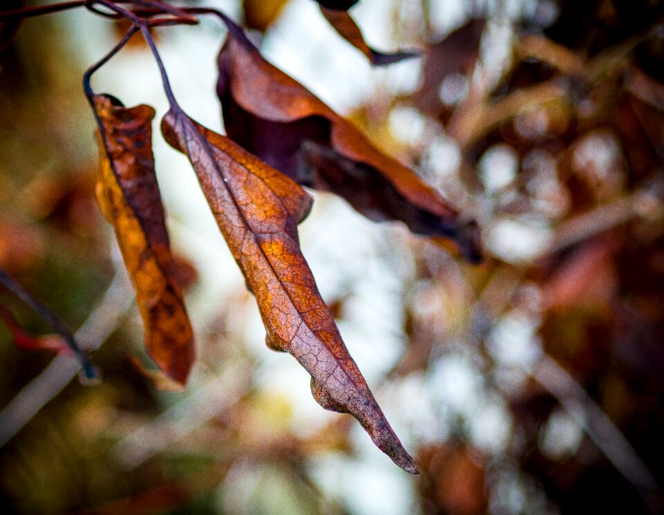 Nature fall color fall foliage