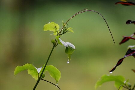 Greenery natural rain drops photo