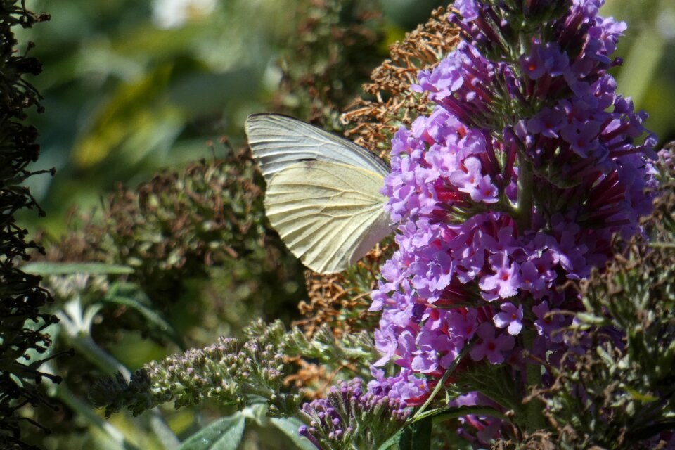 Violet insect plant