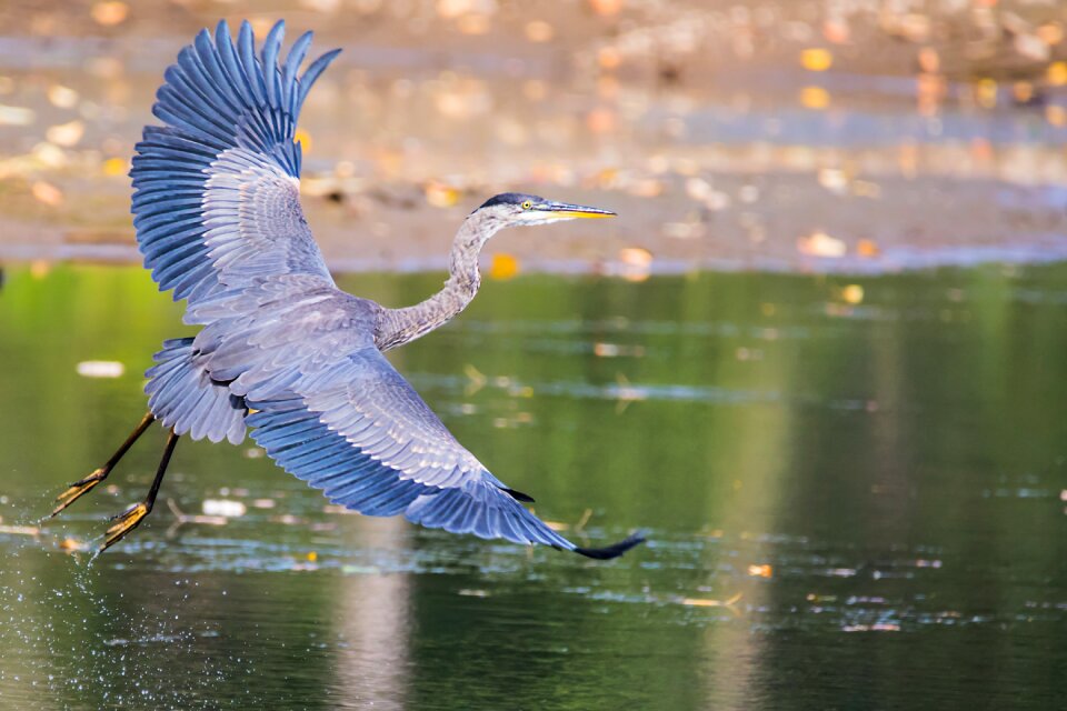 Flying flight waterbird