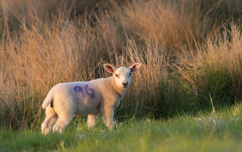 Livestock meadow farm photo