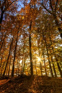 Nature trees scenic photo