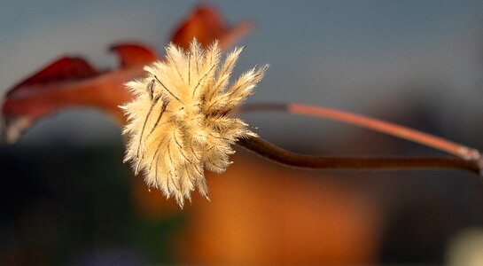Fluffy hairy flying seeds