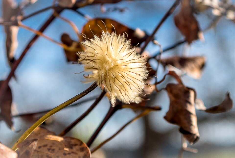 Fluffy hairy flying seeds