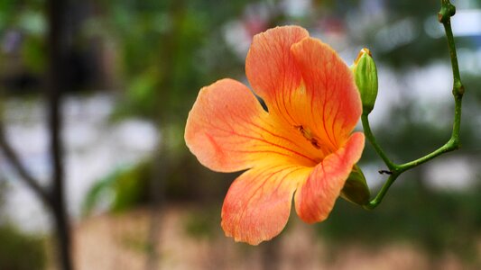 Nature wildflower orange color