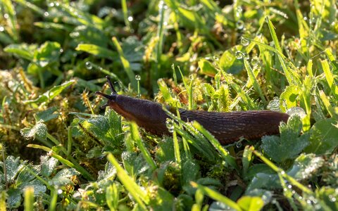Great wegschnecke large red wegschnecke mollusk