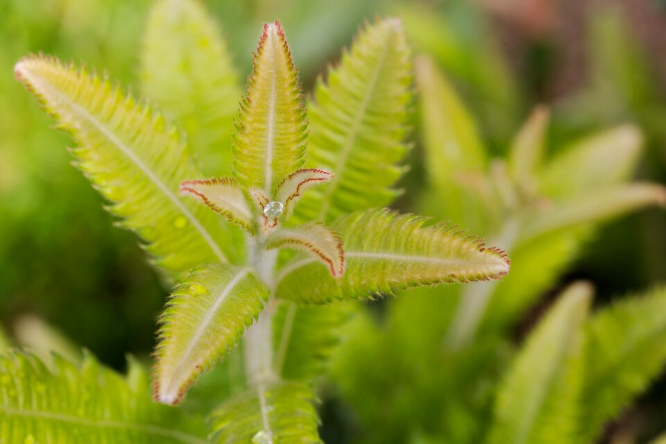 Close up summer growth