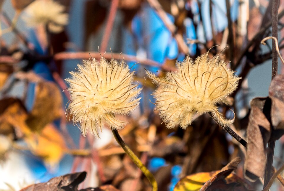 Fluffy hairy flying seeds