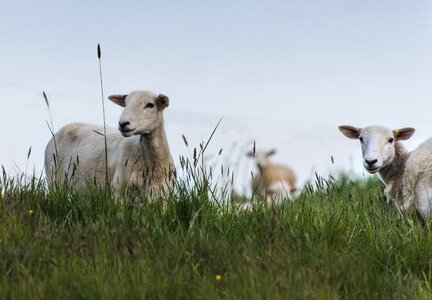 Pasture livestock wool photo