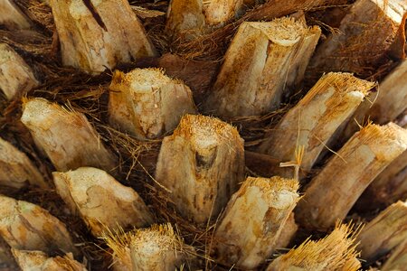 Background wood section photo