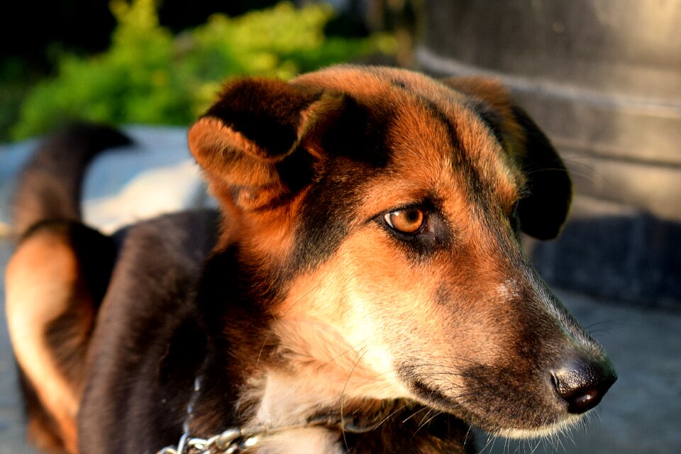 Portrait brown canine