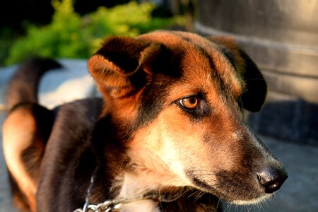 Portrait brown canine photo
