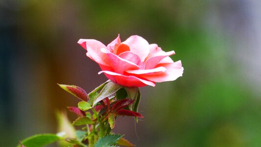 Beautiful plants korea