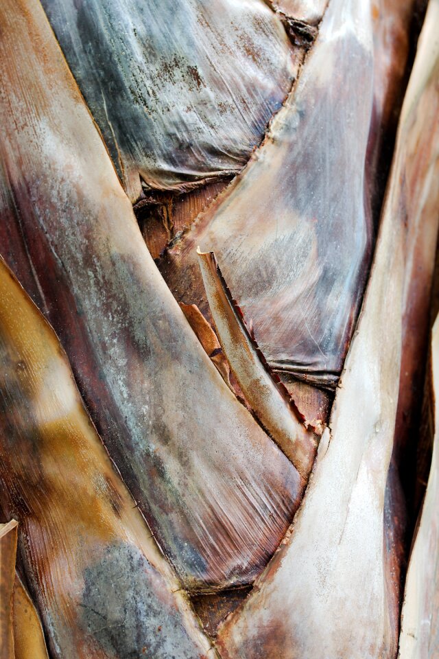 Tree old close up