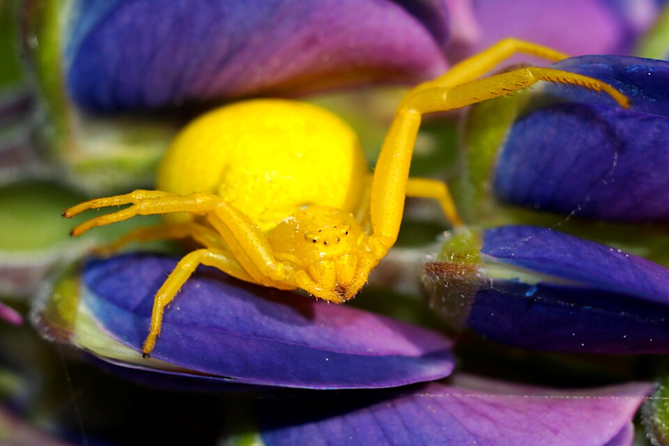Macro nature arachnid