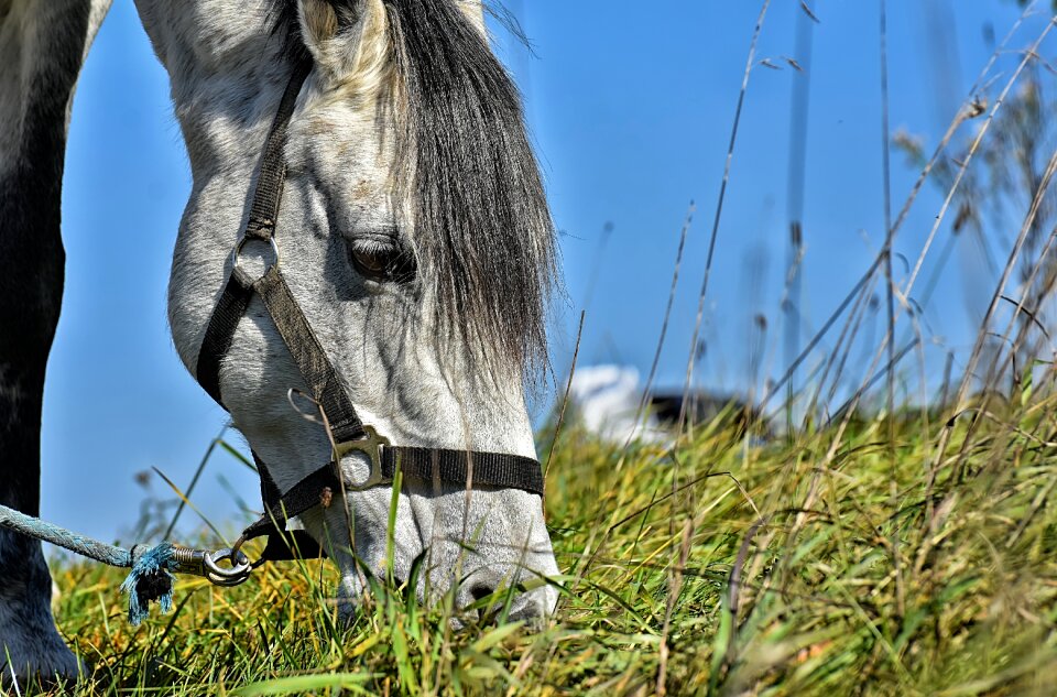 Pony animal blue sky