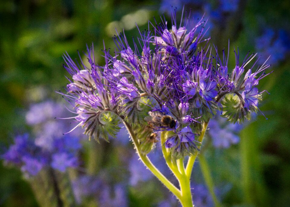 Autumn animal world flower