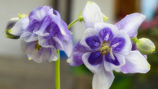 Plant garden flowers