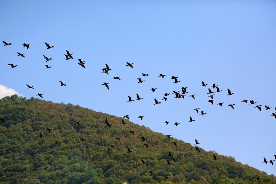 Bird animal forest