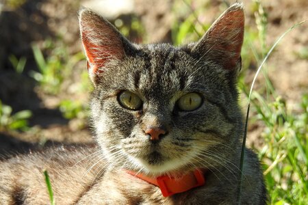 Mammals cat at the court of