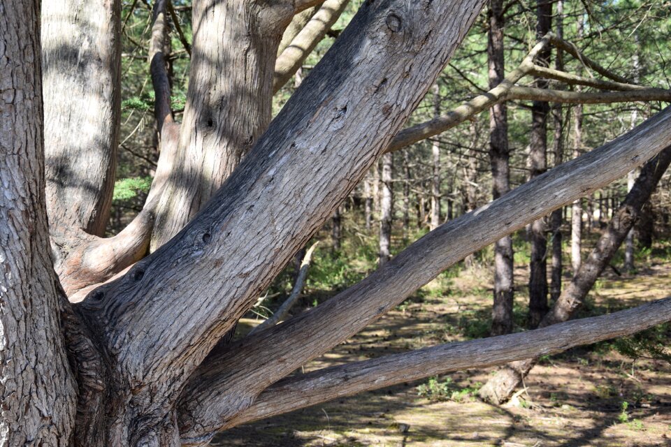 Nature wood bark