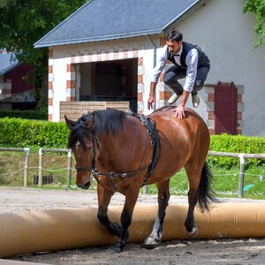 Acrobatics sport equestrian