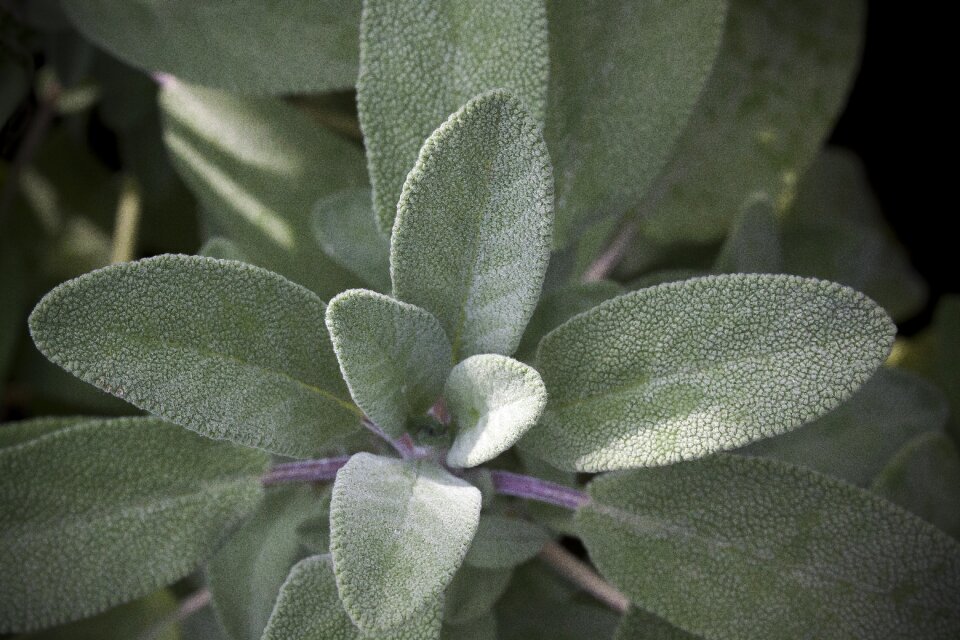 Plant garden medicinal plant