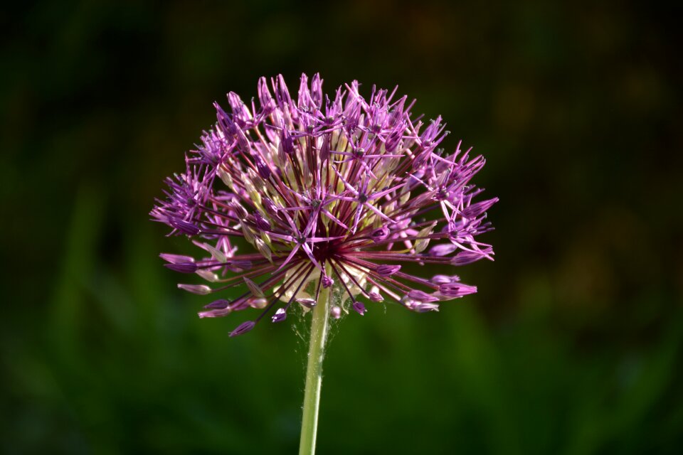 Sphere garden garden plant