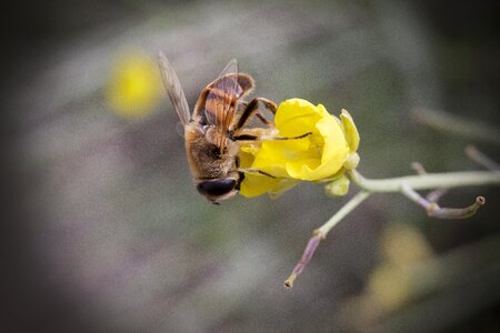 Bloom hoverfly plant
