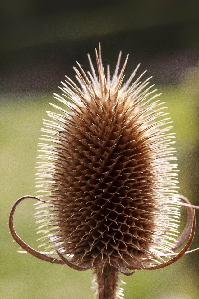 Inflorescence backlighting half rosette plant