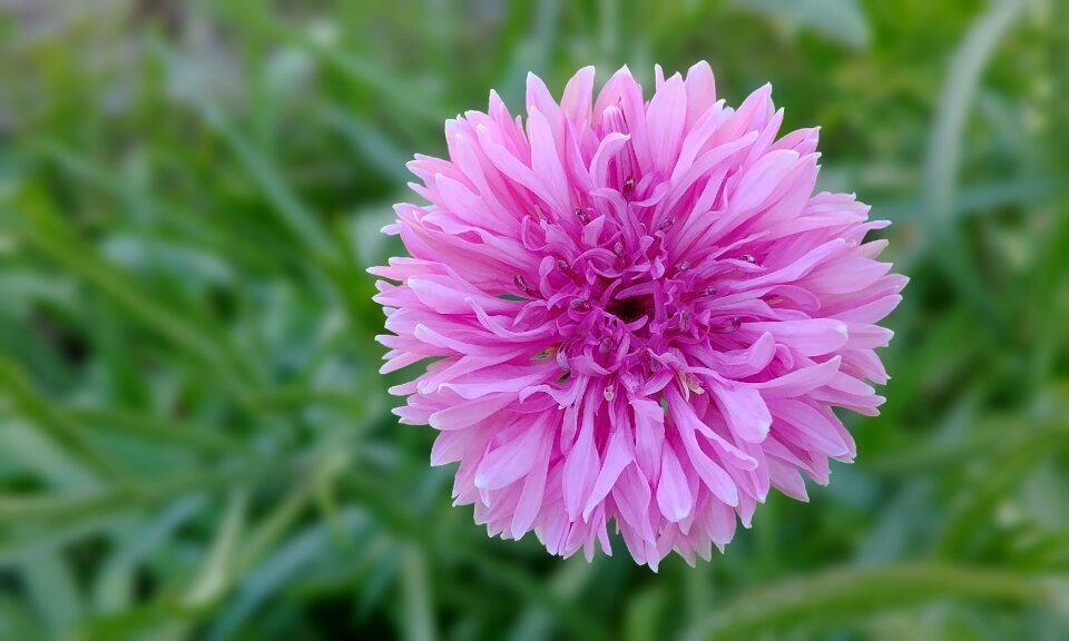 Paper flower dicotyledon lanterns flower items