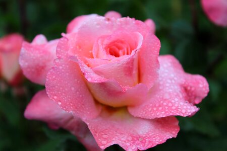 Rose blossom bloom
